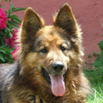 vorstand avatar 3